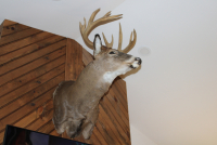 Sale Image for Large Public Auction - Real Estate &amp; Contents