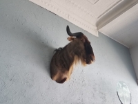 Sale Image for Online African Taxidermy Auction