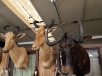 Sale Image for Online African Taxidermy Auction