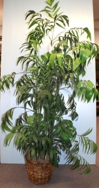 Sale Image for January Online Only Auction