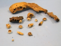 Sale Image for Annual January New Year Antique Auction