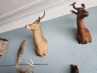 Sale Image for Online African Taxidermy Auction