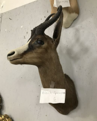 Sale Image for August Online Auction 2020