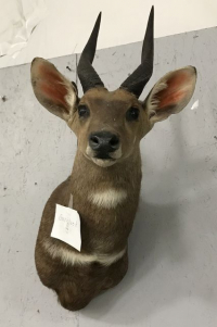 Sale Image for August Online Auction 2020