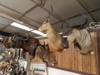 Sale Image for Online African Taxidermy Auction