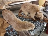 Sale Image for Online African Taxidermy Auction