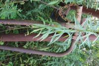 Sale Image for Primitives, Antiques, Collectibles & Tool Auction