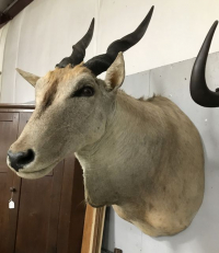 Sale Image for August Online Auction 2020