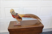 Sale Image for Large Public Auction