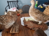 Sale Image for Online African Taxidermy Auction