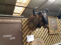 Sale Image for Online African Taxidermy Auction