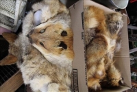 Sale Image for Large Public Auction