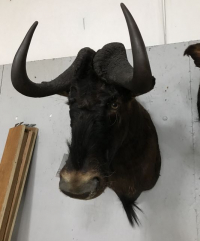 Sale Image for August Online Auction 2020