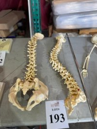 Sale Image for Florida Spine And Joint Institute, LLC