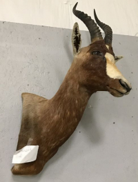 Sale Image for August Online Auction 2020