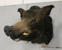 Sale Image for August Online Auction 2020