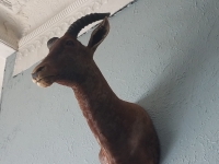 Sale Image for Online African Taxidermy Auction