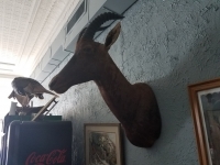 Sale Image for Online African Taxidermy Auction