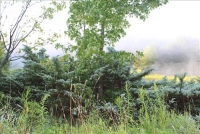 Sale Image for Real Estate Auction