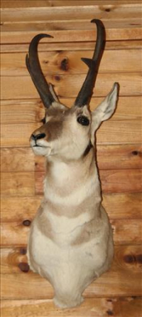 Sale Image for Large Public Auction