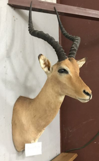 Sale Image for August Online Auction 2020