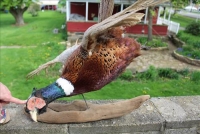 Sale Image for Large Public Auction