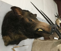 Sale Image for August Online Auction 2020