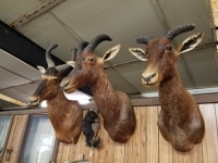 Sale Image for Online African Taxidermy Auction