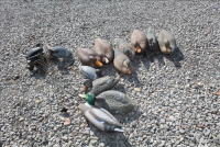 Sale Image for Large Public Auction