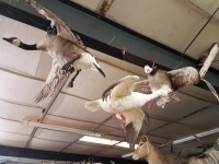 Sale Image for Online African Taxidermy Auction