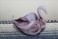 Sale Image for Moving Auction