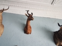 Sale Image for Online African Taxidermy Auction