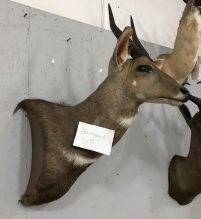 Sale Image for August Online Auction 2020