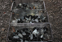 Sale Image for Large Public Auction