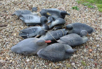 Sale Image for Moving Auction