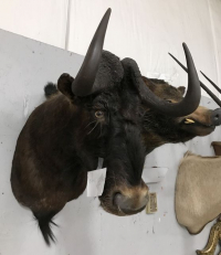 Sale Image for August Online Auction 2020