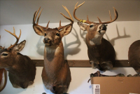 Sale Image for Estate Auction