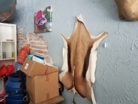 Sale Image for Online African Taxidermy Auction