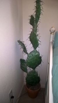 Sale Image for Short But Sweet