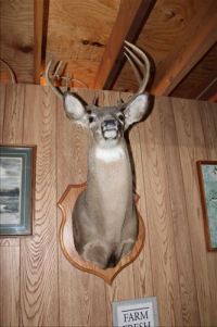 Sale Image for Moving Auction