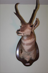 Sale Image for Absolute Real Estate & Contents