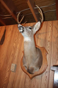 Sale Image for Moving Auction