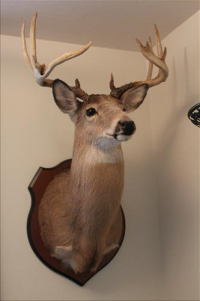 Sale Image for Absolute Real Estate & Contents