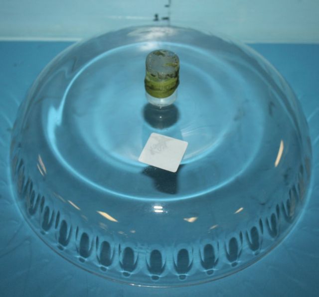 Mid 19th Century Glass Centerpiece to an Epergne