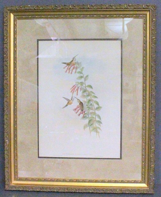 Large Color Print by J. Gould and Richter