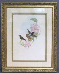 Large Color Print by J. Gould and Richter